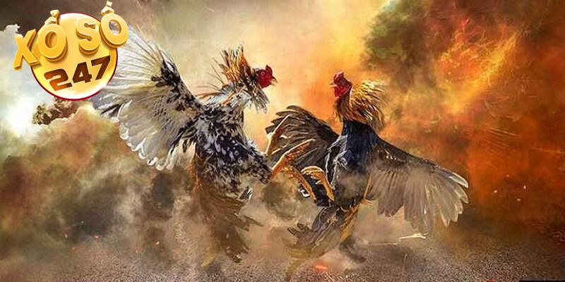 Đá gà trực tuyến HDBET truyền hình trực tiếp từ Thomo