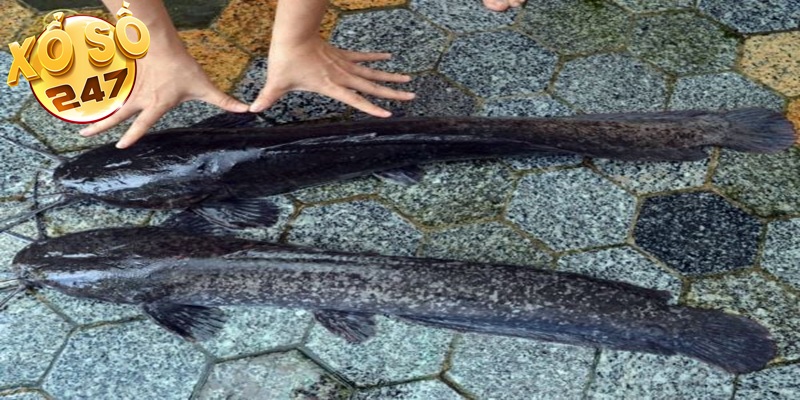 Áp dụng kinh nghiệm lô đề