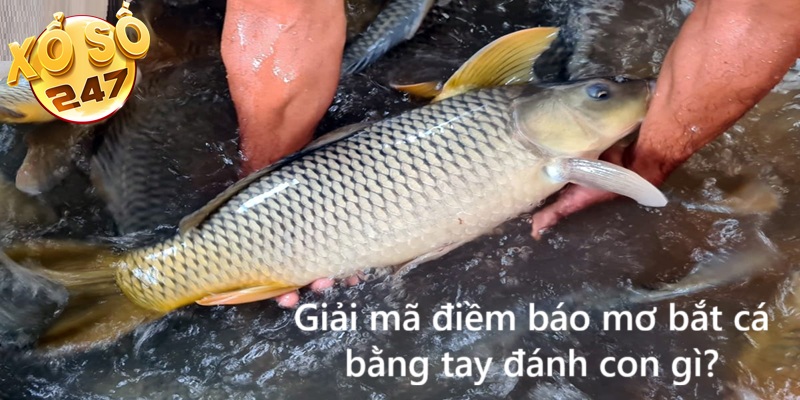 Giải mã giấc mơ bắt cá bằng tay