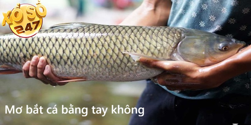 Mơ bắt cá bằng tay không