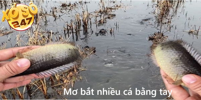 Mơ bắt được nhiều cá bằng tay